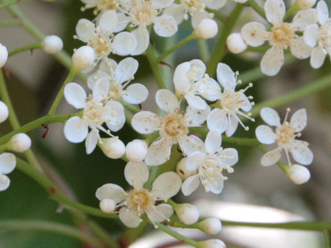 Photinia serrulata