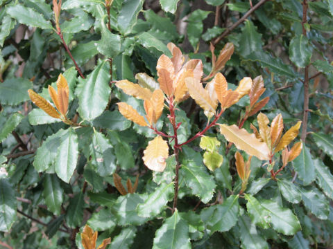 Photinia serrulata