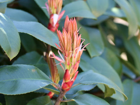 Photinia serrulata