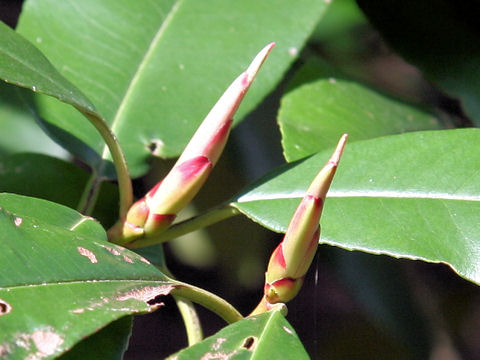 Photinia serrulata