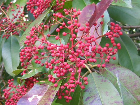 Photinia serrulata