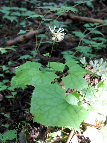 Cacalia nikomontata