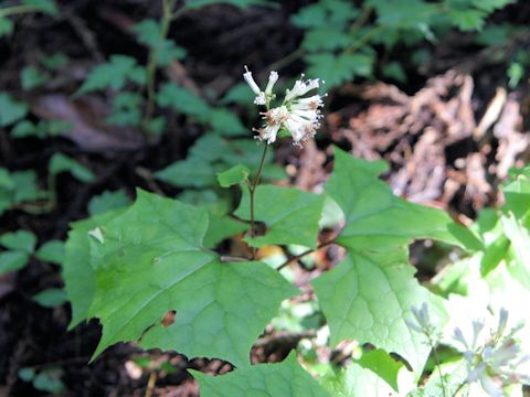 Cacalia nikomontata