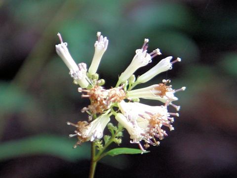 Cacalia nikomontata