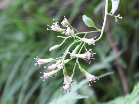 Cacalia nikomontata