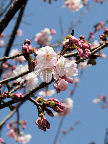 Prunus x kanzakura cv. Oh-kanzakura