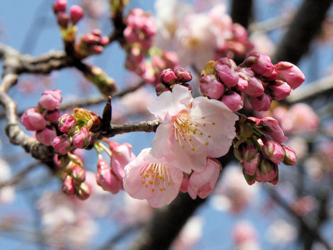 Prunus x kanzakura cv. Oh-kanzakura