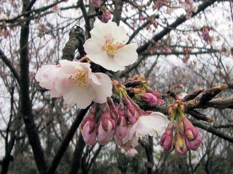 Prunus x kanzakura cv. Oh-kanzakura