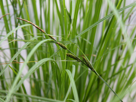 Carex rhychophisa