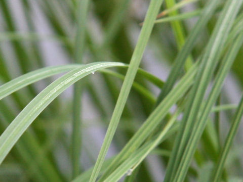 Carex rhychophisa