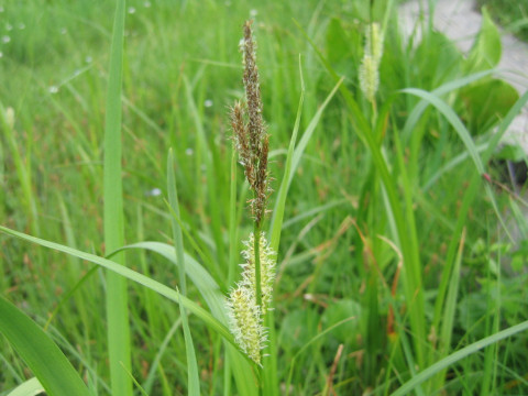 Carex rhychophisa