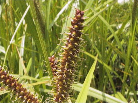 Carex rhychophisa