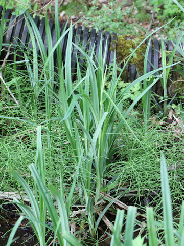 Carex stipata