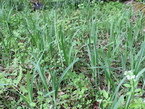 Carex stipata