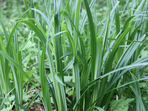 Carex stipata