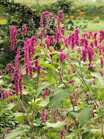 Persicaria pilosa