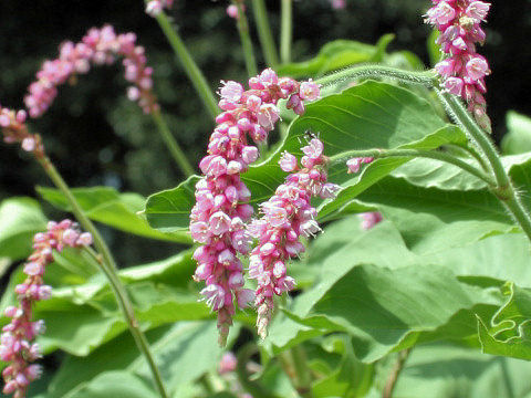 Persicaria pilosa