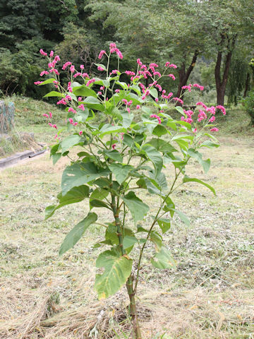 Persicaria pilosa