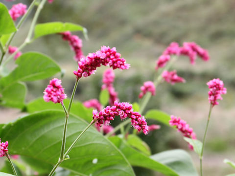 Persicaria pilosa