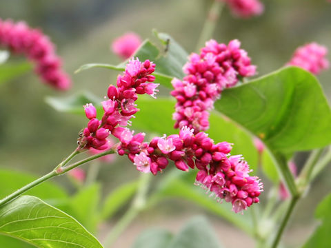 Persicaria pilosa