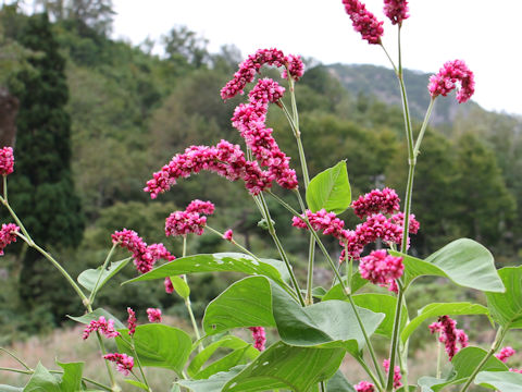 Persicaria pilosa