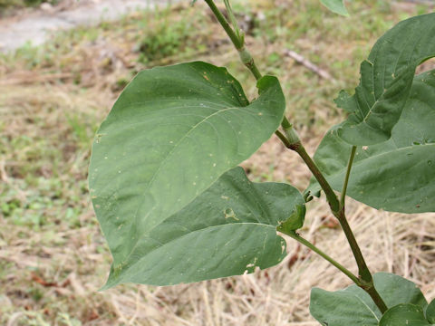 Persicaria pilosa