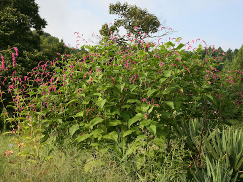 Persicaria pilosa