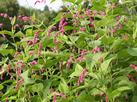 Persicaria pilosa