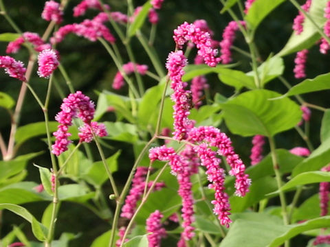 Persicaria pilosa