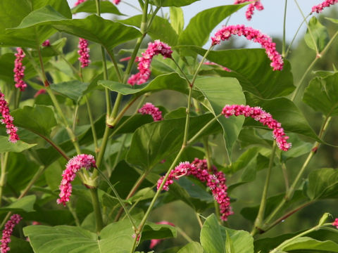 Persicaria pilosa