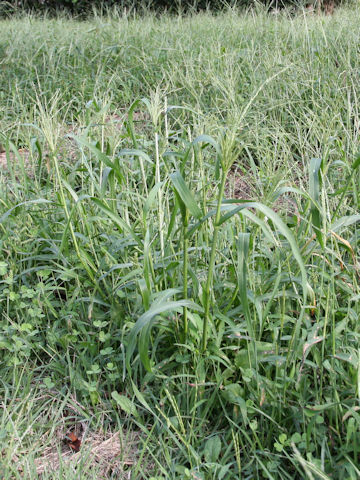 Panicum dichotomiflorum