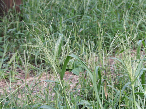 Panicum dichotomiflorum