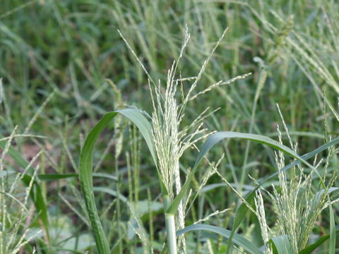 Panicum dichotomiflorum