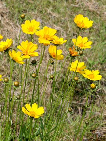 Coreopsis lanceolata