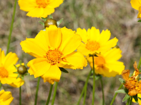 Coreopsis lanceolata