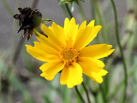 Coreopsis lanceolata