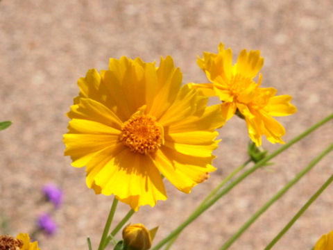 Coreopsis lanceolata