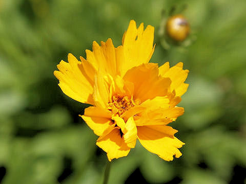 Coreopsis lanceolata