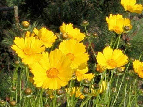 Coreopsis lanceolata