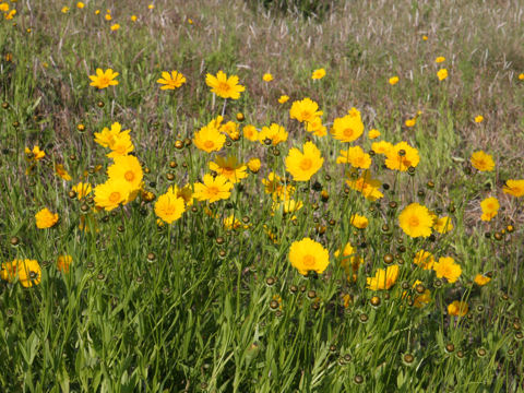 Coreopsis lanceolata