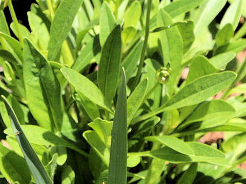 Coreopsis lanceolata