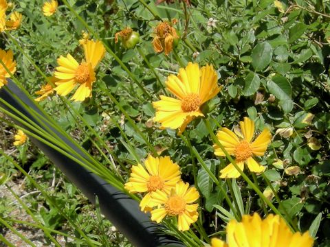 Coreopsis lanceolata