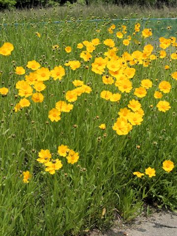 Coreopsis lanceolata