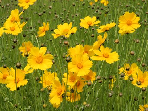 Coreopsis lanceolata