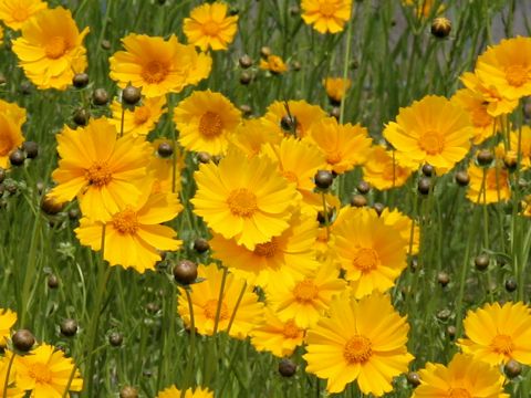 Coreopsis lanceolata