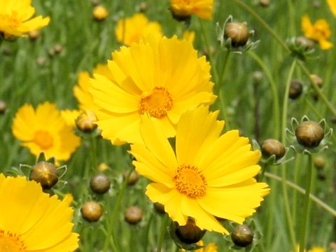 Coreopsis lanceolata