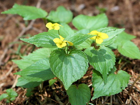 Viola brevistipulata