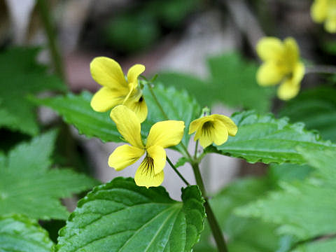 Viola brevistipulata