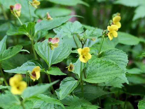 Viola brevistipulata