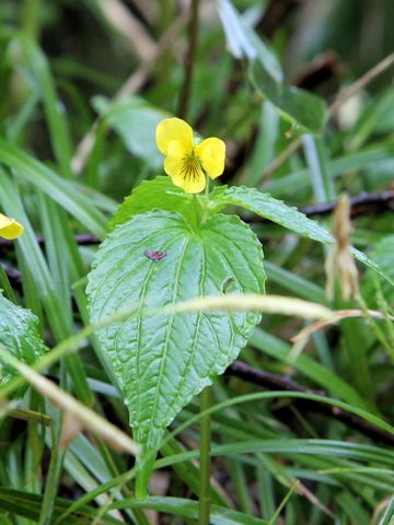 Viola brevistipulata